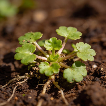Saxifraga Cymbalaria Seeds for Rock Gardens and Borders