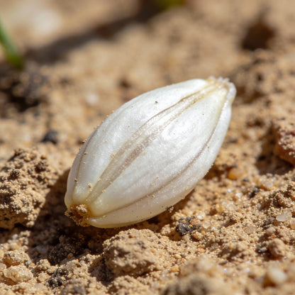 Romulea Bulbodium Album Seeds for Garden Planting