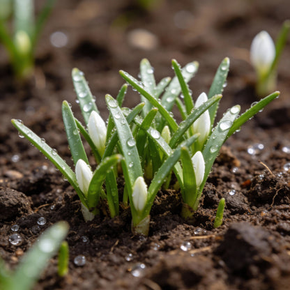 Romulea Bulbodium Album Seeds for Garden Planting