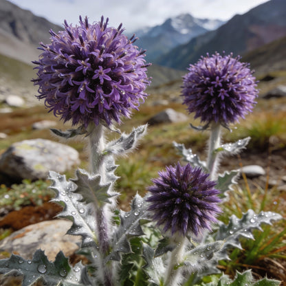 Saussurea Nepalensis Seeds for Gardens and Rockeries