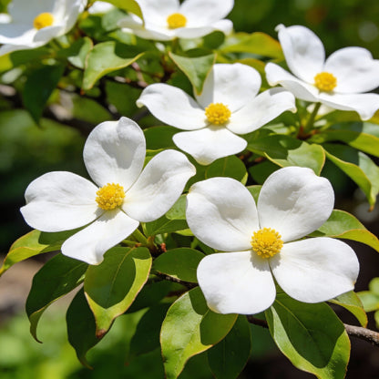 Rhodotypos Scandens Seeds for Garden Planting
