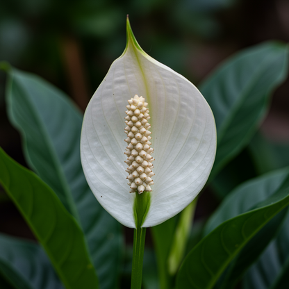 Sauromatum Venosum Bulbils Seeds – Unique Exotic Blooms for Gardens & Tropical Displays