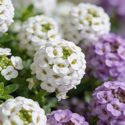 Globe Candytuft Mix Seeds for Garden Planting