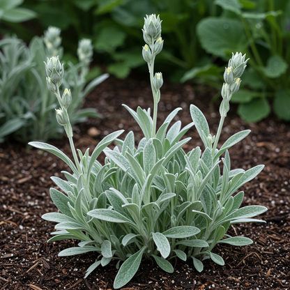 Lychnis Coronaria Flower Seeds for Garden Planting