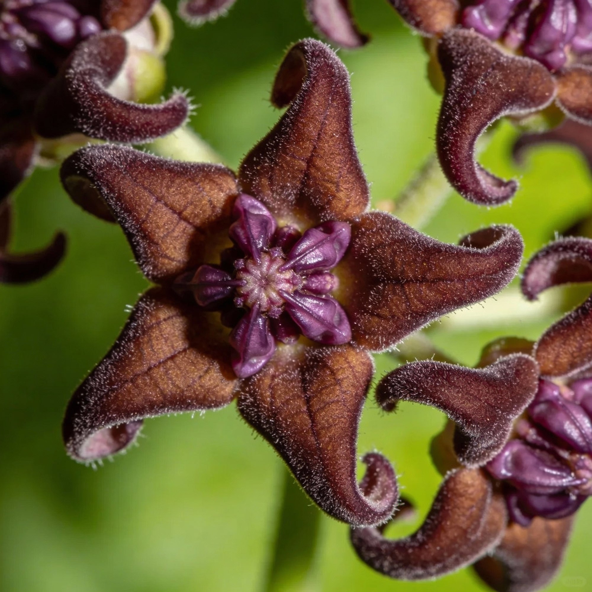 periploca-graeca-flower-seeds-for-garden-planting