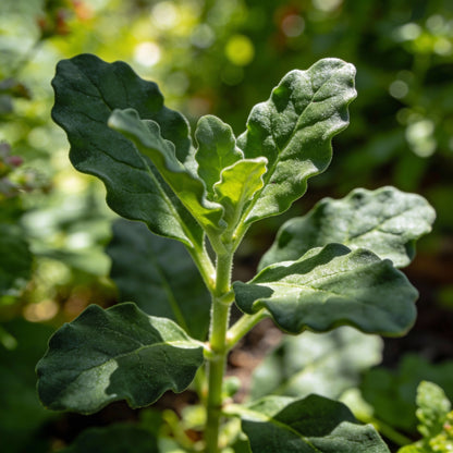 Francoa Appendiculata Flower Seeds for Garden Planting