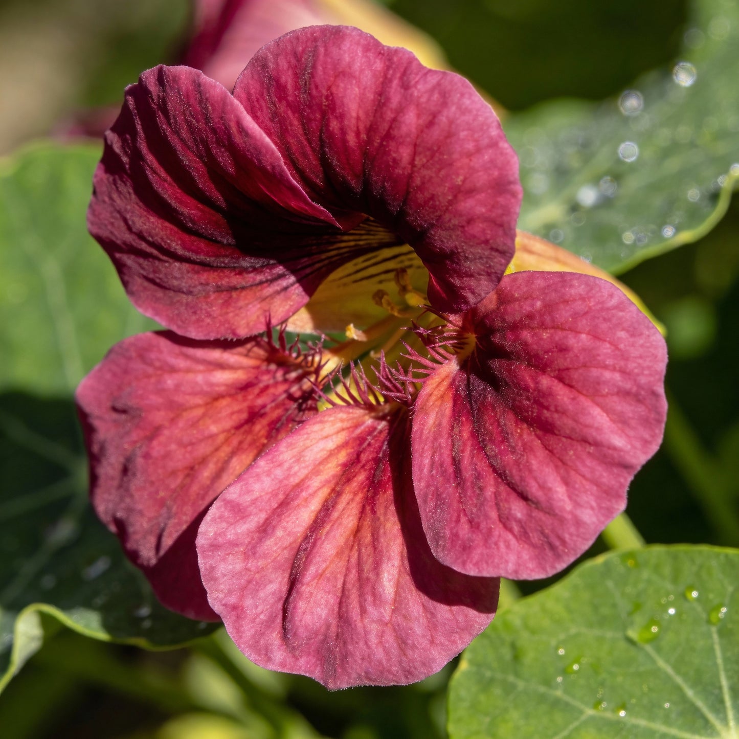 Nasturtium Baby Deep Rose Flower Seeds for Garden Planting