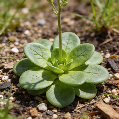 Centaury Flower Seeds Delicate Herbal Garden Blooms