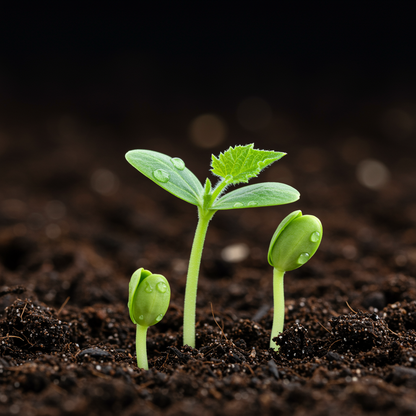 Piel de Sapo Melon Seeds Santa Claus Christmas Melon - Melon Seeds for Home Garden