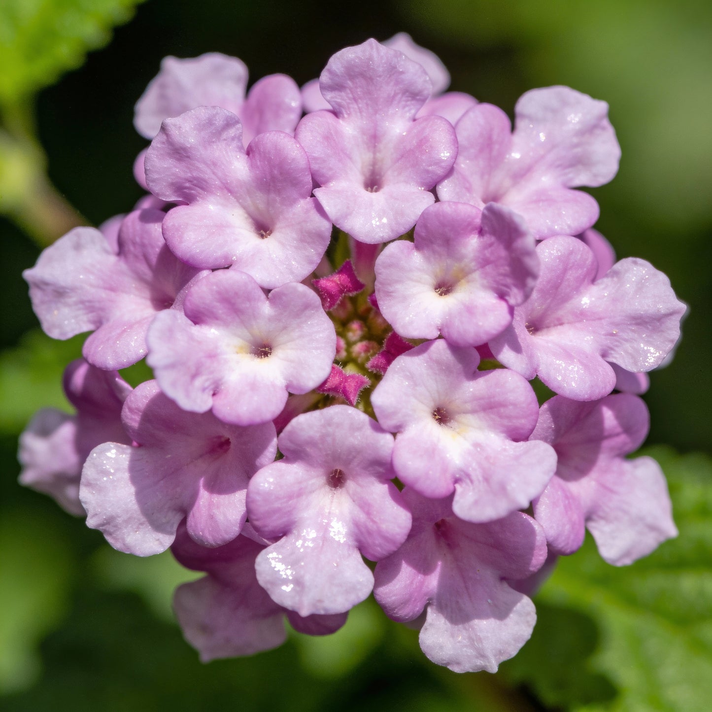 Jingymia Mallee Wildflower Seeds