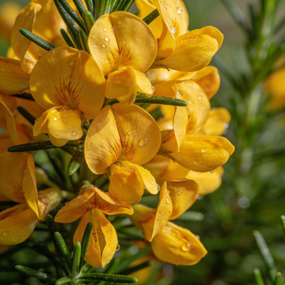 Golden Rosemary Wildflower Seeds