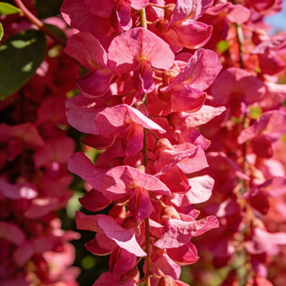Coral Creeper Wildflower Seeds