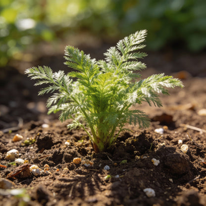 Compacted Featherflower Wildflower Seeds
