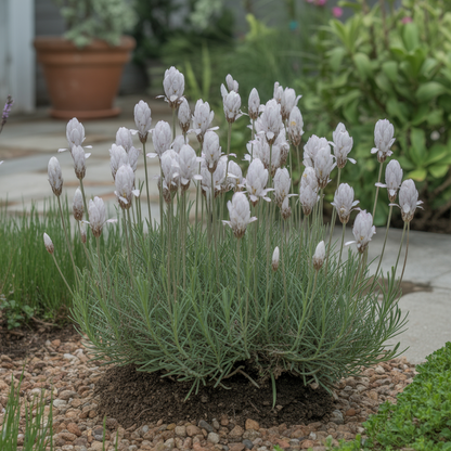 Lavender Ellagance Snow Seeds for Planting – Fragrant White Lavender Flower Seeds
