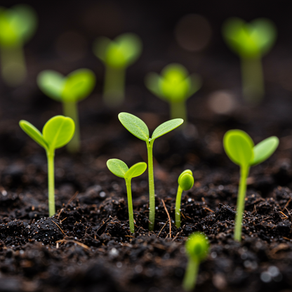 Filipendula Ulmaria Aurea Seeds for Garden Planting