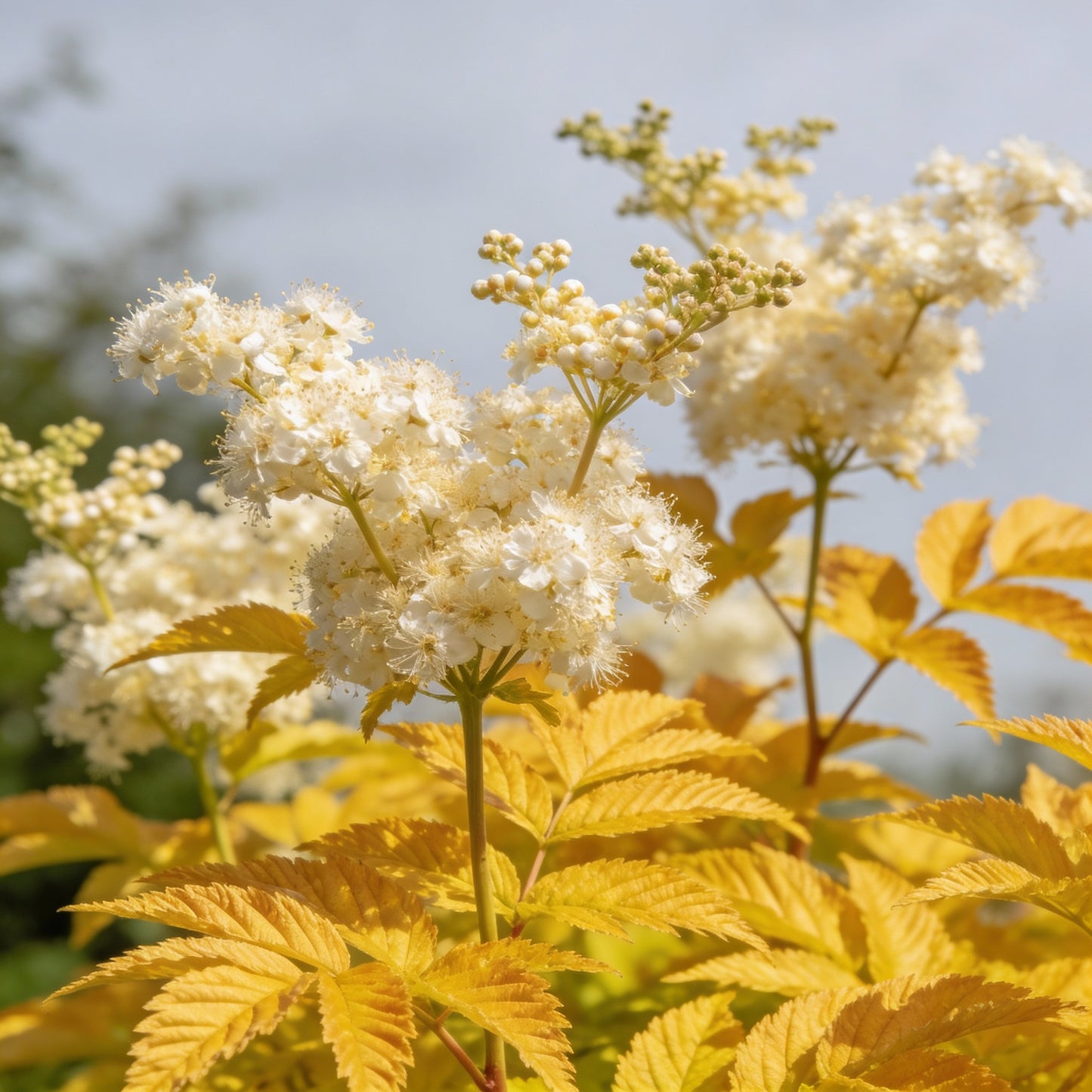 Filipendula Ulmaria Aurea Seeds for Garden Planting