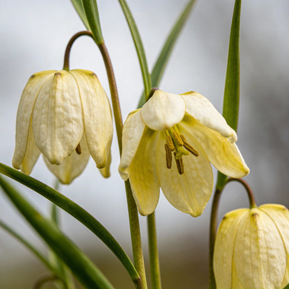 Fritillaria Pallidiflora Flower Seeds for Garden Planting