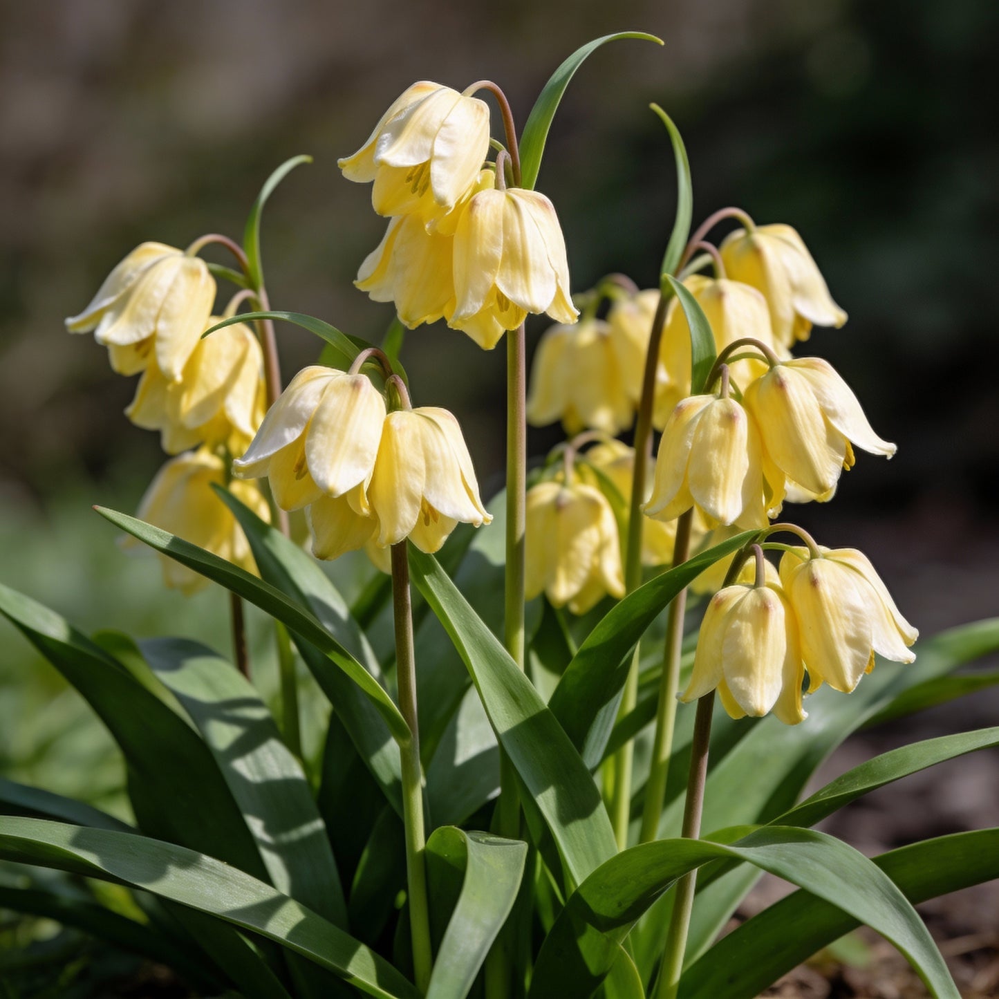 Fritillaria Pallidiflora Flower Seeds for Garden Planting