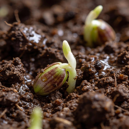 Fritillaria Meleagris Mixed Flower Seeds for Garden Planting