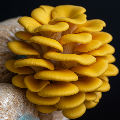 Yellow Gold Oyster Mushroom Seeds for Planting