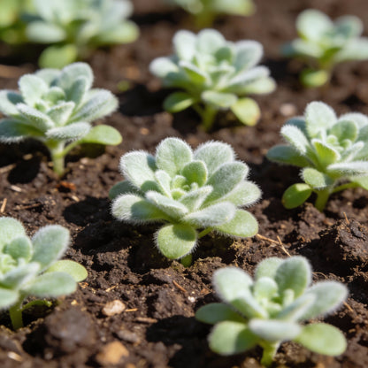 NM Cineraria Maritima Silver Dust Seeds for Garden Planting