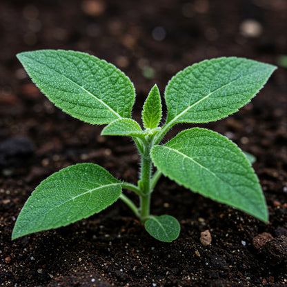 Patchouli Seeds for Planting - Pogostemon cablin