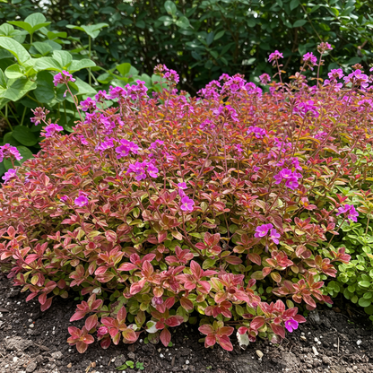 Persicaria virginiana Painter’s Palette Seeds – Foliage Perennial for Planting