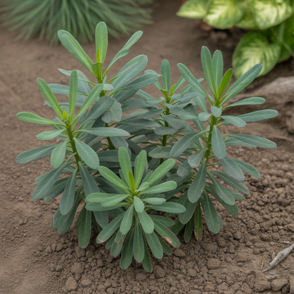 Euphorbia characias Dwarf Black Pearl Seeds – Perennial for Planting