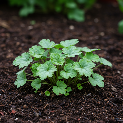 Heuchera metallica americana Seeds – Perennial for Planting