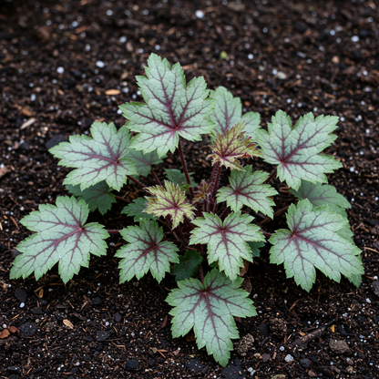Heuchera metallica americana Seeds – Perennial for Planting