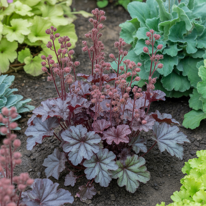 Heuchera metallica americana Seeds – Perennial for Planting