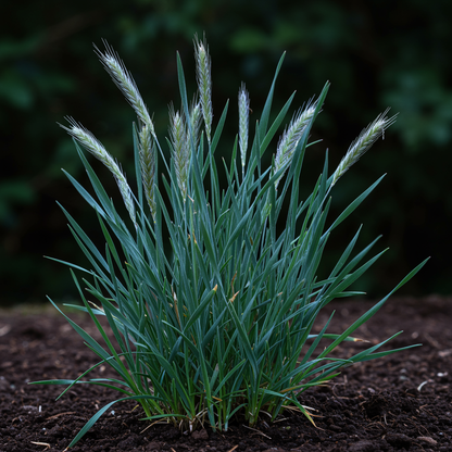 Hordeum Jubatum Ornamental Grass Seeds for Garden Planting