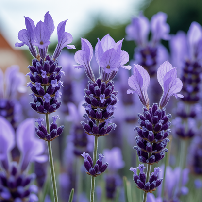 French Lavender Seeds - Lavender Flower Seeds for Garden