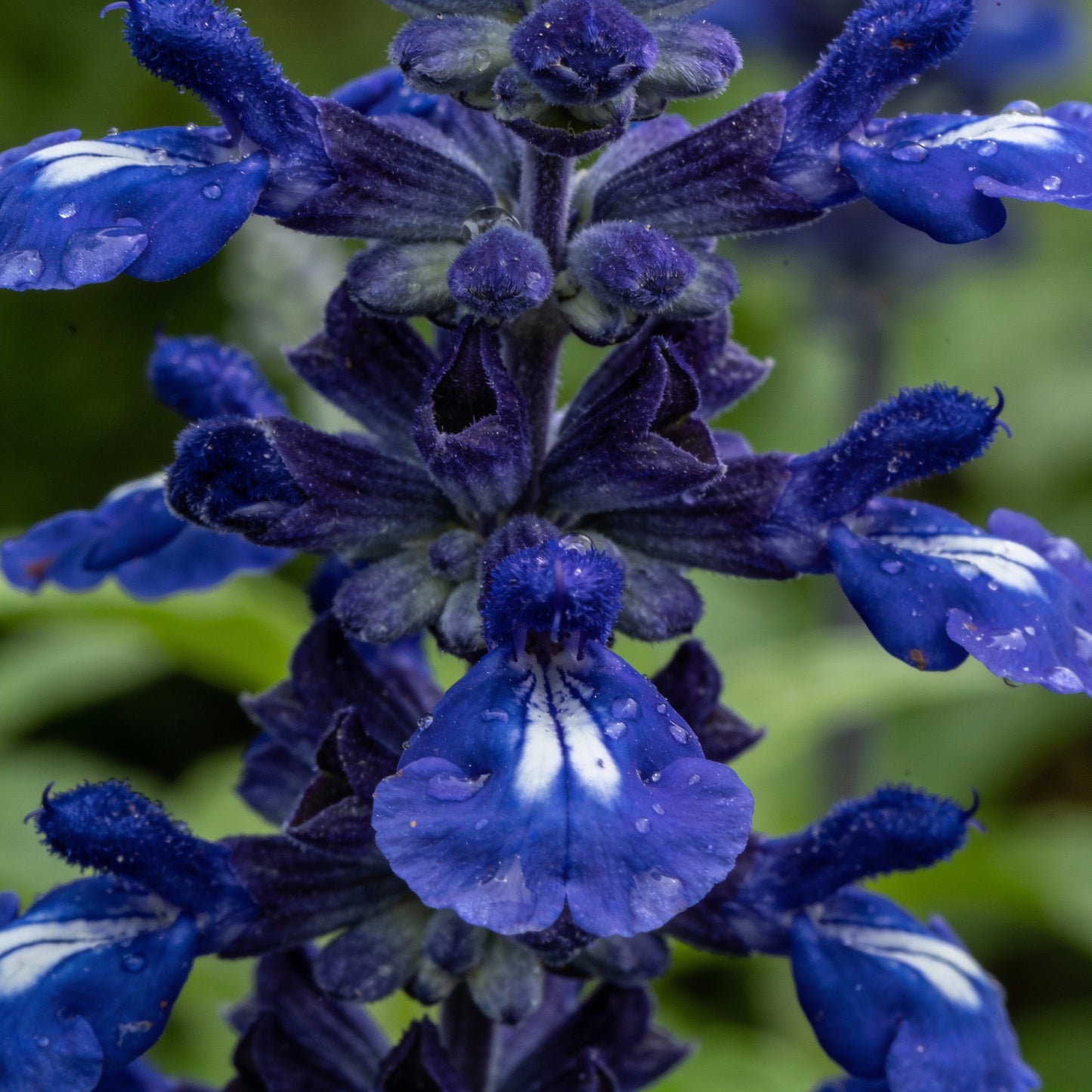 Salvia Farinacea Deep Blue Seeds for Garden Planting