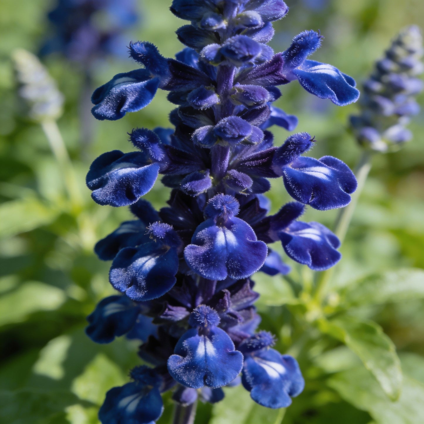 Salvia Farinacea Deep Blue Seeds for Garden Planting