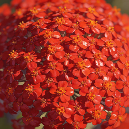 Butterfly Weed Flower Red Seeds for Garden Planting