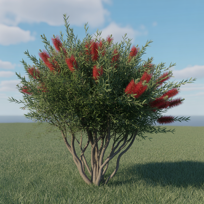 Albany Bottlebrush Wildflower Seeds for Planting – Gardening Seeds for Vibrant Blooms