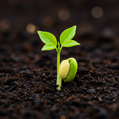 Bael Tree Seeds – Aegle marmelos Sacred Tropical Fruit Seeds