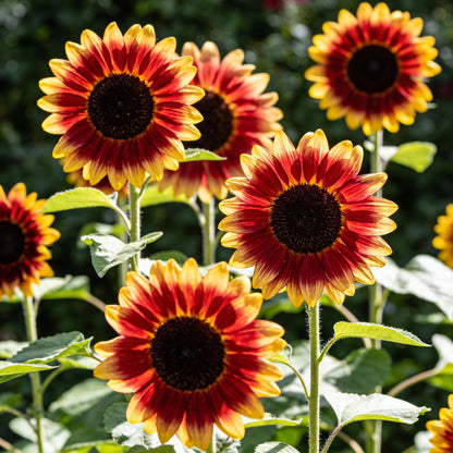 Red with Golden Highlights Sunflower Seeds for Garden Planting