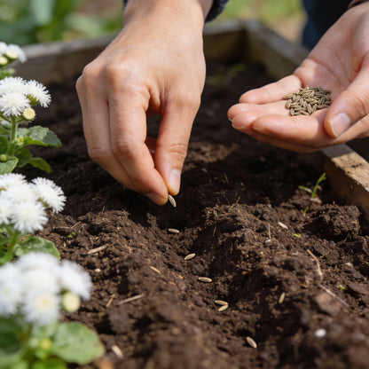 Ageratum Ball White Flower Seeds