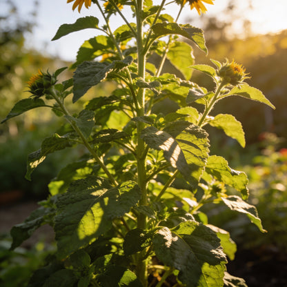 Mexican Sunflower Seeds Mix for Garden Planting