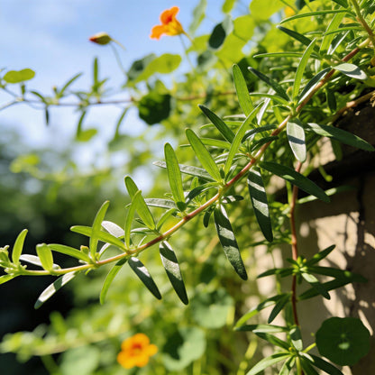 Tropaeolum Leptophyllum Flower Seeds