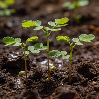 Sesbania Grandiflora Pink Flower Seeds