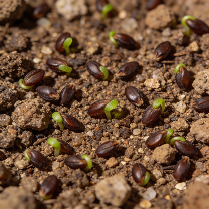 Sedum Spurium Voodoo Flower Seeds for Garden Planting