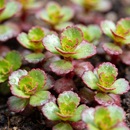 Sedum Spurium Voodoo Flower Seeds for Garden Planting