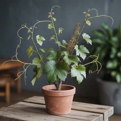 Black Finger Grape Seeds for Planting – Exotic Elongated Sweet Grapes