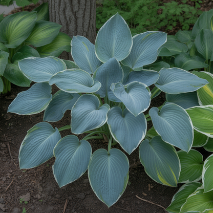 Hosta Seeds for Planting – Heirloom Non-GMO Perennial Shade Plant Silvery Blue Foliage Variety