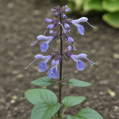 Salvia barrelieri Flower Seeds – Blue Blooms for Planting
