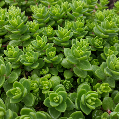 Sedum Obcordatum Flower Seeds for Garden Planting
