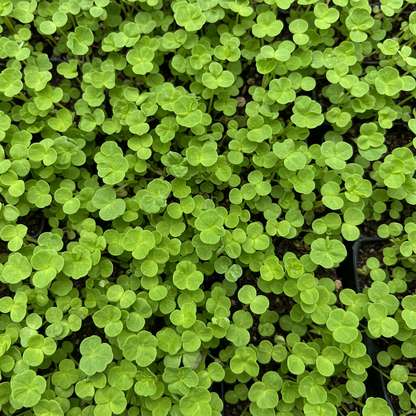 Alyssum Magic Circles Mixed Flower Seeds for Garden Planting